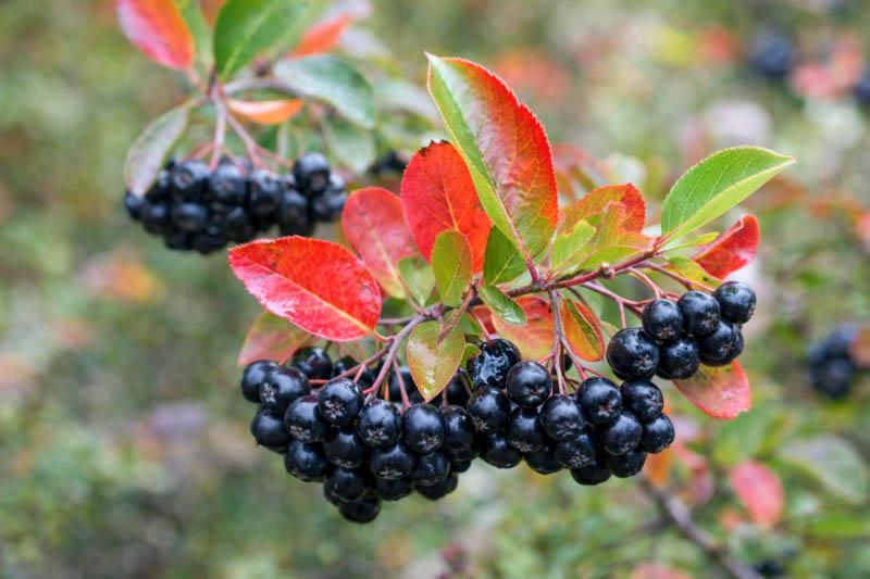 Aronia Melanocarpa - View 17 from www redcrocus com