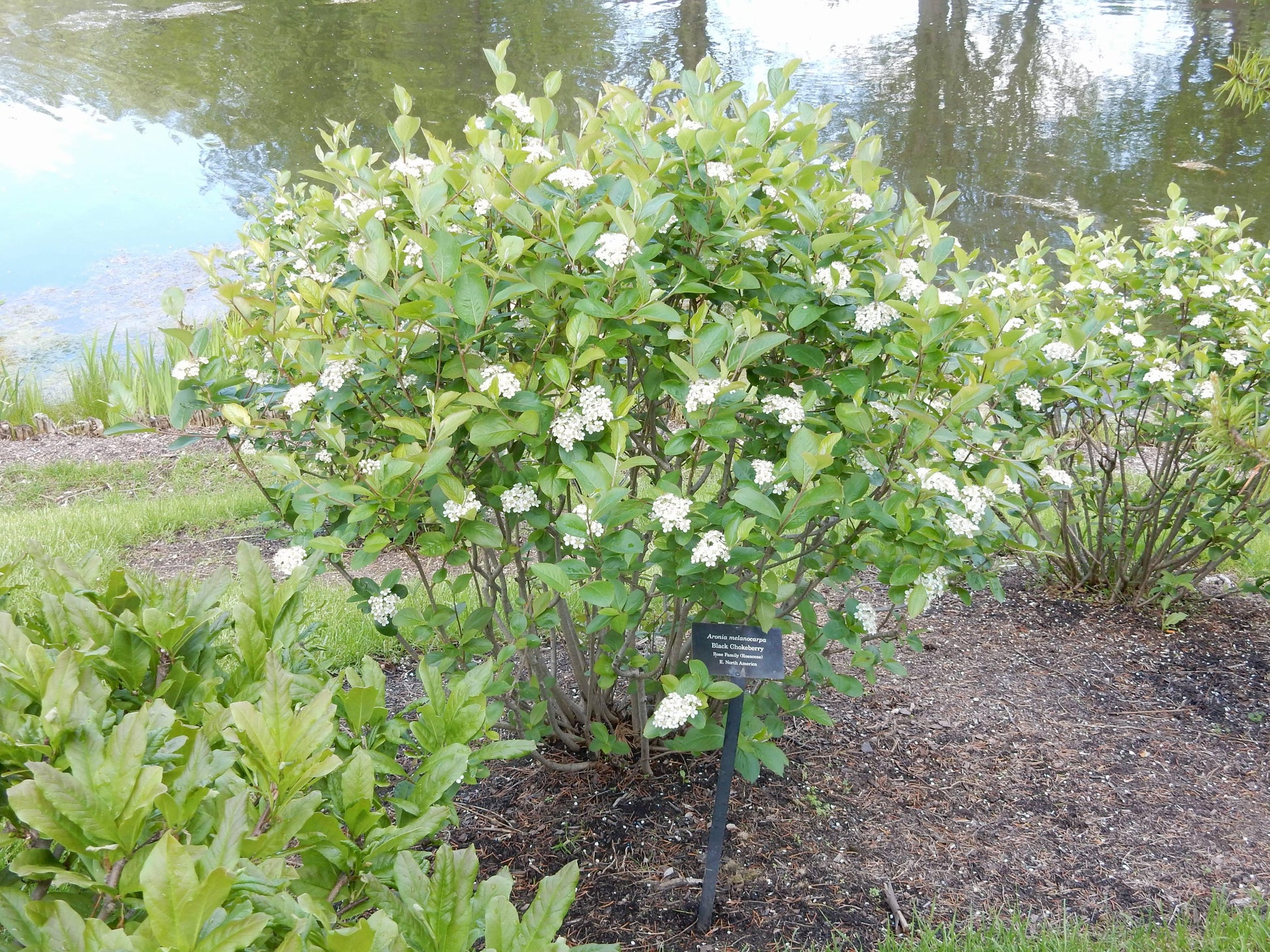 Aronia Melanocarpa - View 1 from www redcrocus com