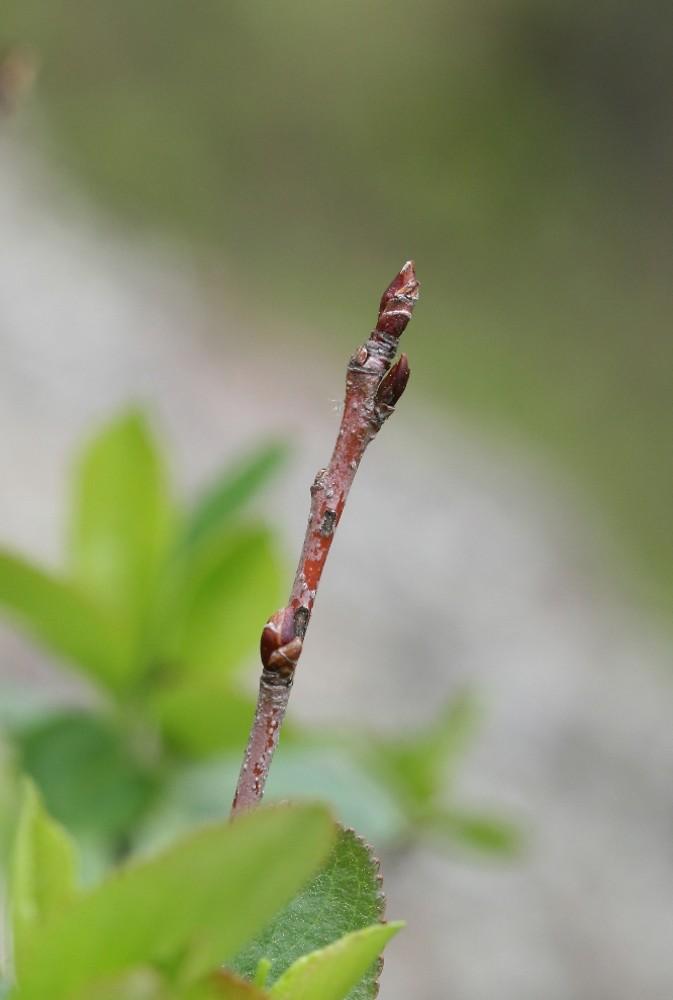 Aronia Melanocarpa - View 20 from www redcrocus com