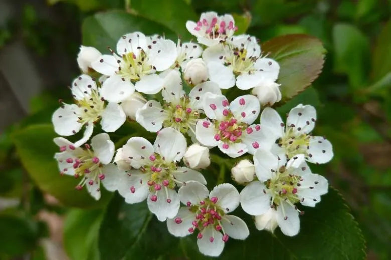 Aronia Melanocarpa - View 23 from www redcrocus com