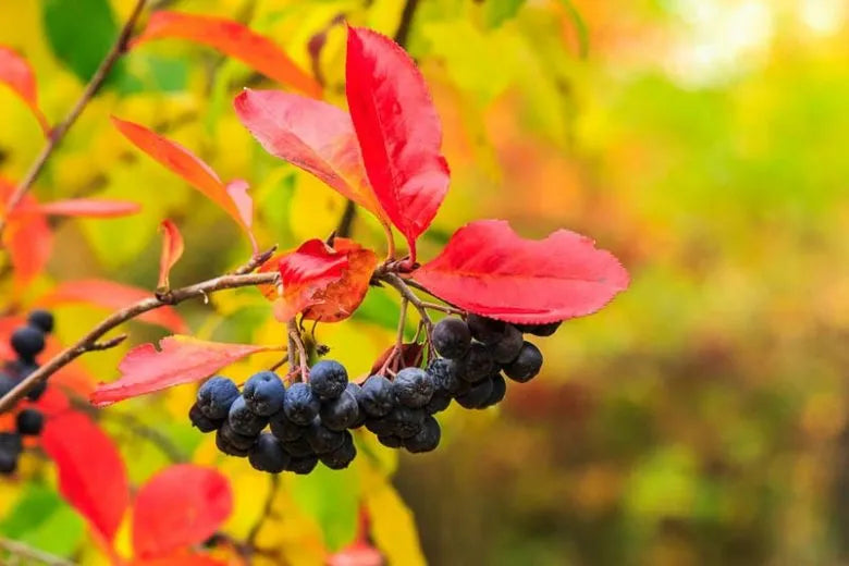 Aronia Melanocarpa - View 25 from www redcrocus com
