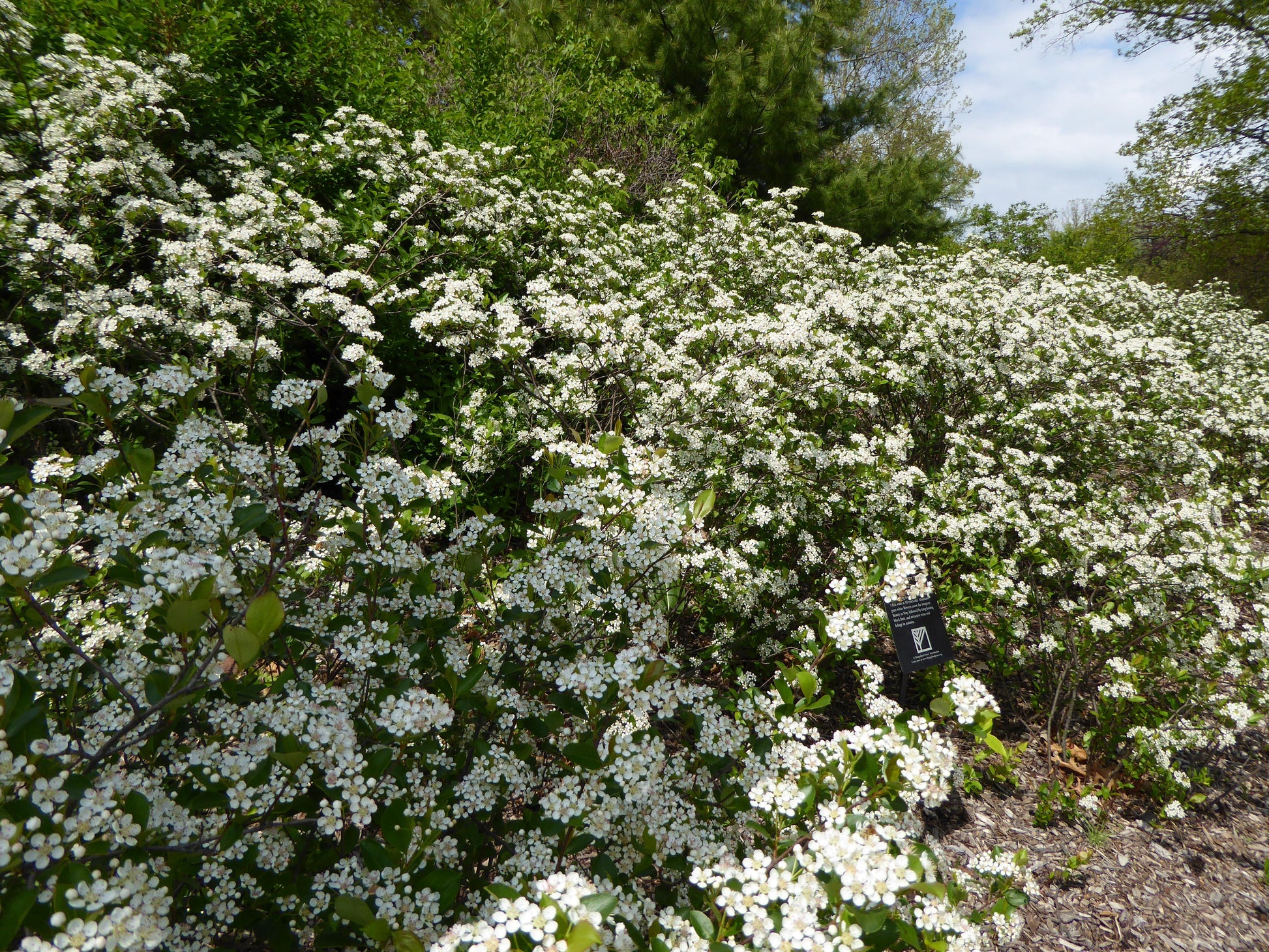 Aronia Melanocarpa - View 26 from www redcrocus com
