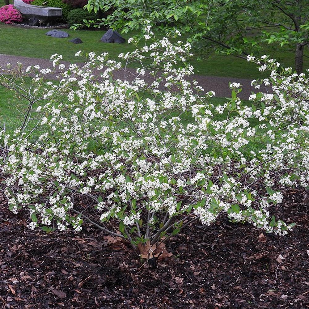 Aronia Melanocarpa - View 2 from www redcrocus com