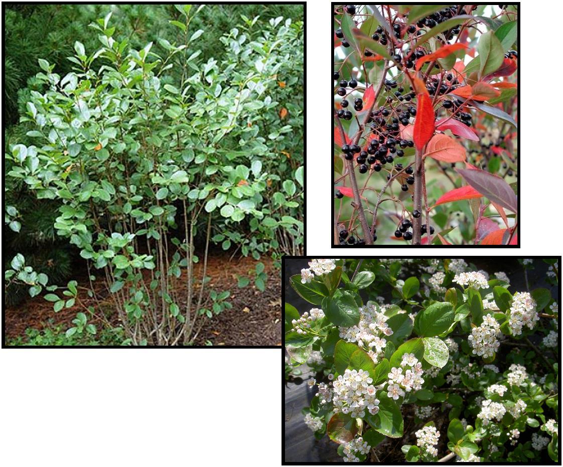 Aronia Melanocarpa - View 30 from www redcrocus com