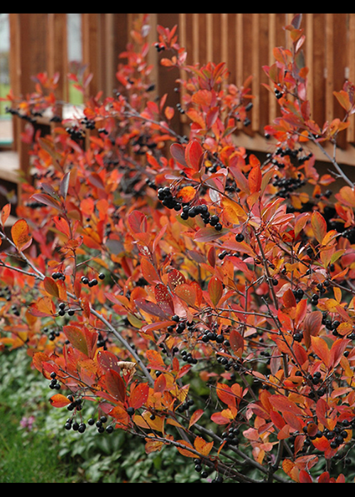 Aronia Melanocarpa - View 31 from www redcrocus com