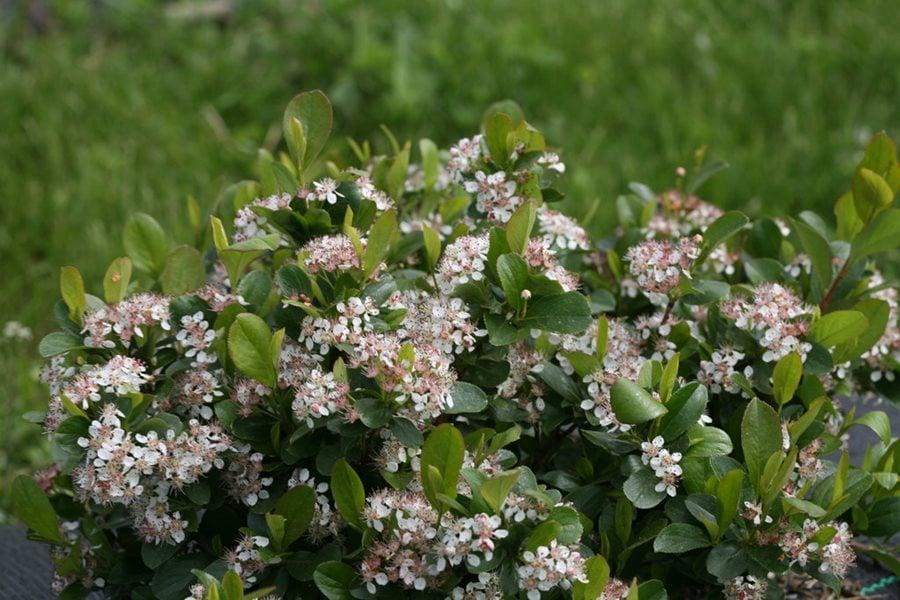 Aronia Melanocarpa - View 35 from www redcrocus com