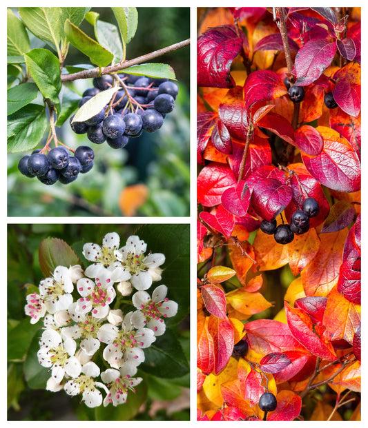 Aronia Melanocarpa - View 39 from www redcrocus com