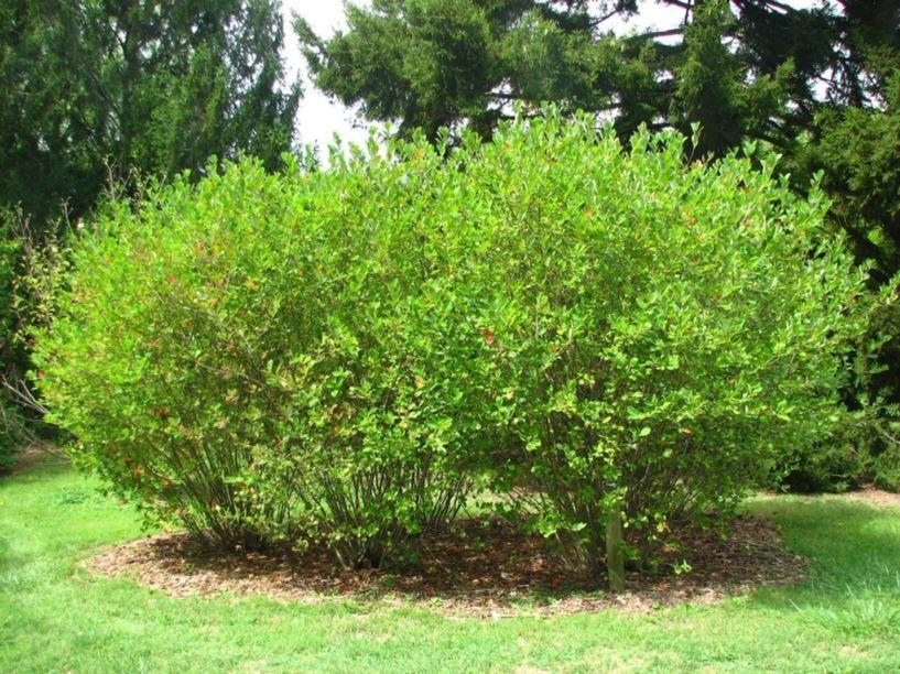 Aronia Melanocarpa - View 3 from www redcrocus com