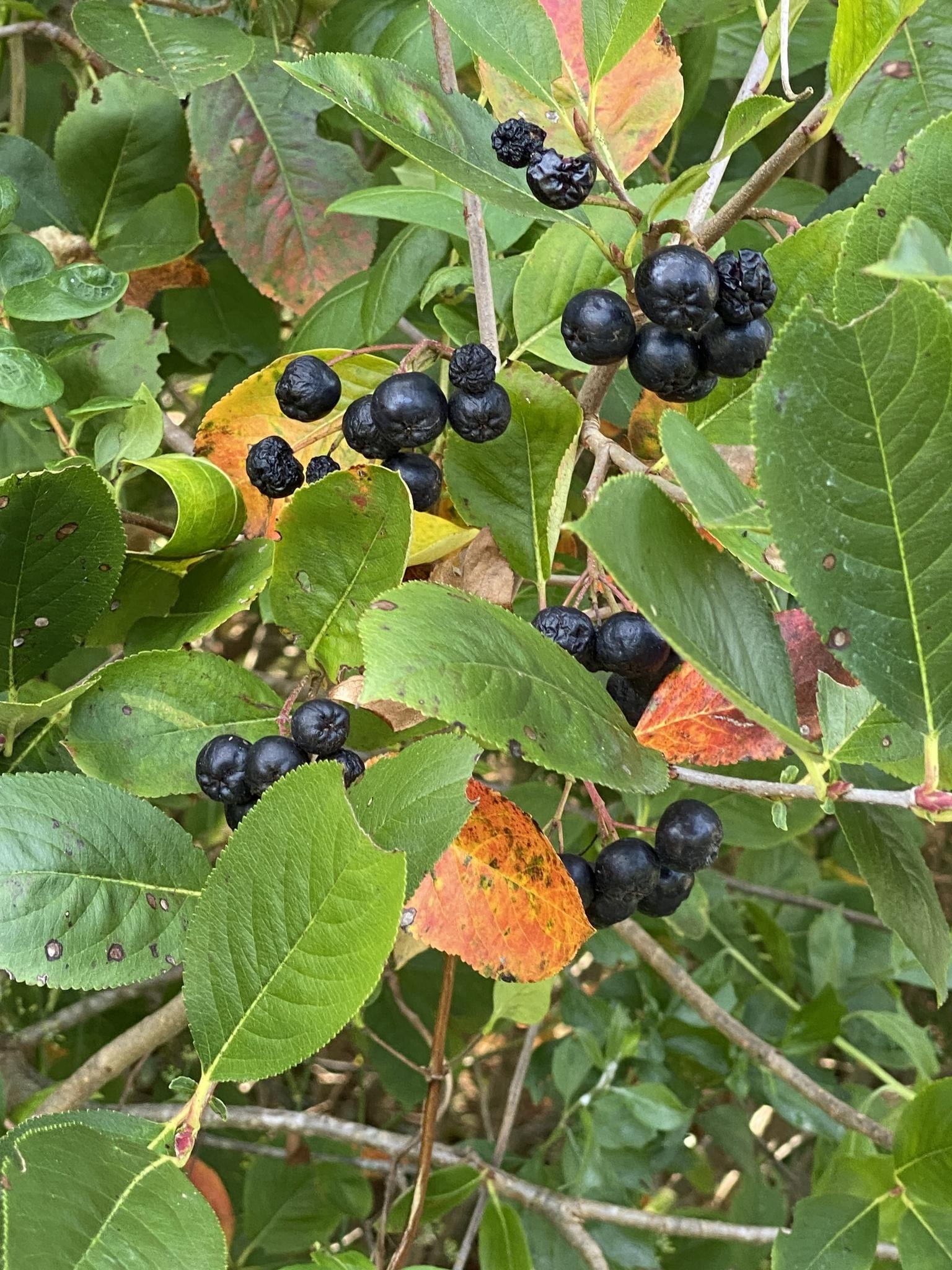 Aronia Melanocarpa - View 40 from www redcrocus com