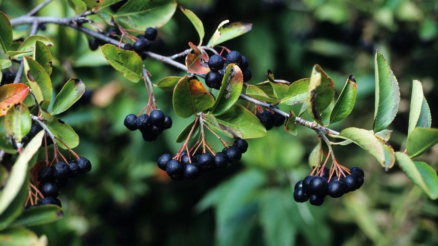 Aronia Melanocarpa - View 4 from www redcrocus com