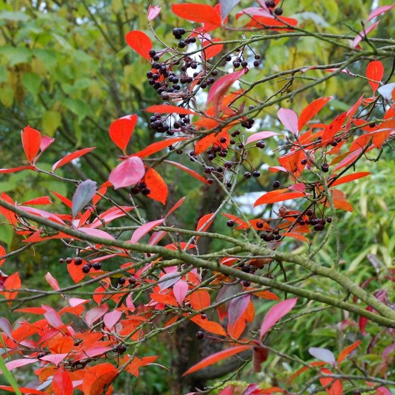 Aronia Melanocarpa - View 6 from www redcrocus com