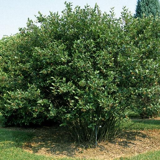 Aronia Melanocarpa - View 7 from www redcrocus com