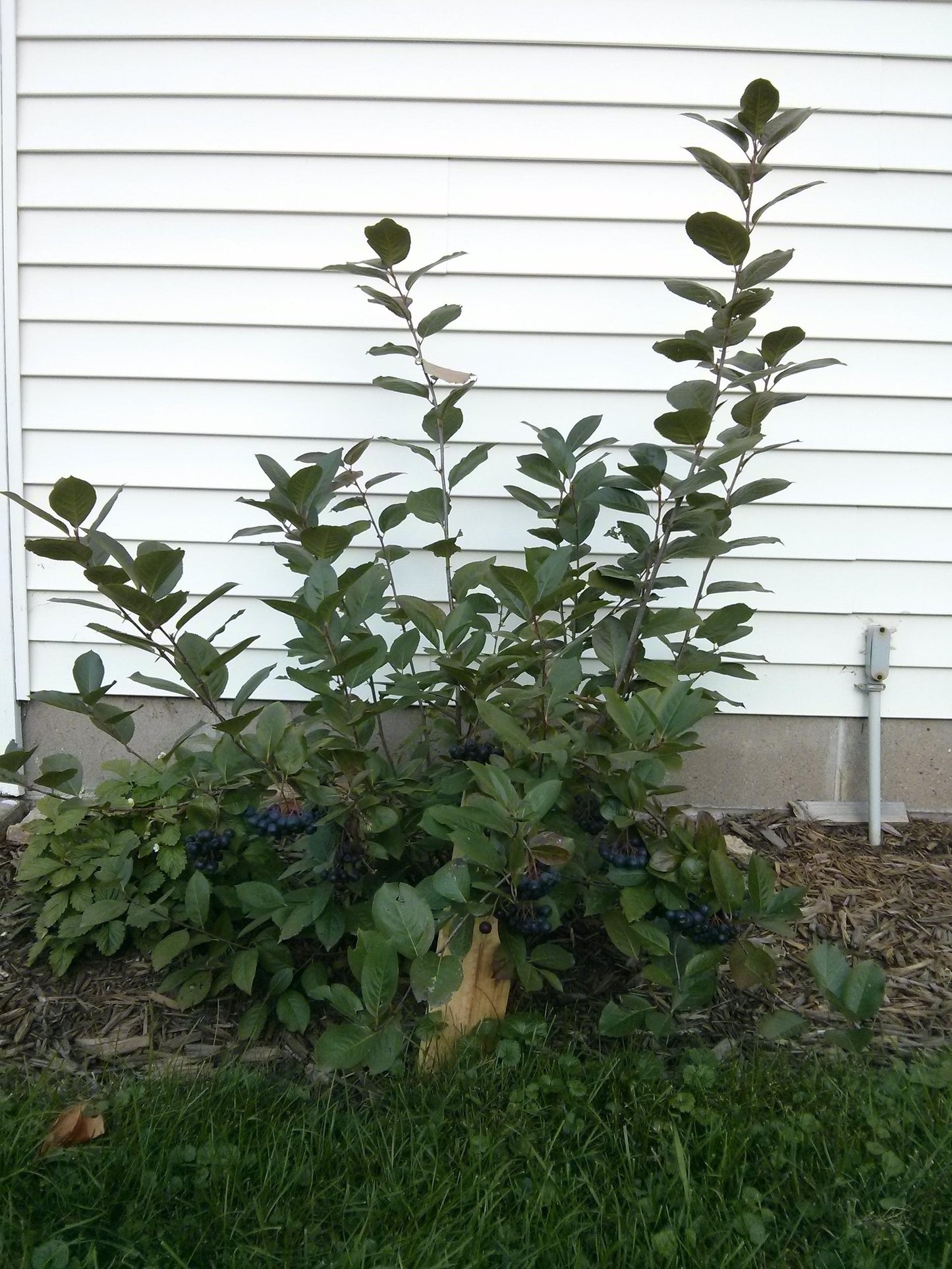 Aronia Melanocarpa - View 8 from www redcrocus com