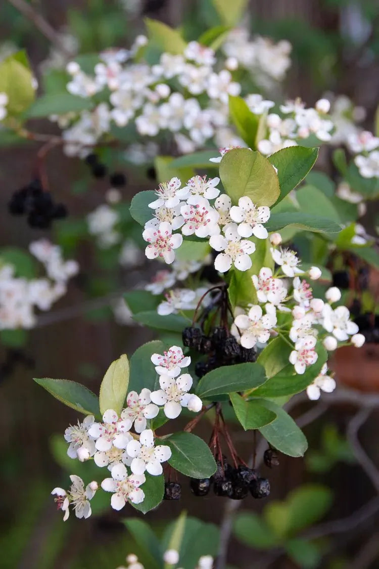 Aronia Melanocarpa - View 9 from www redcrocus com