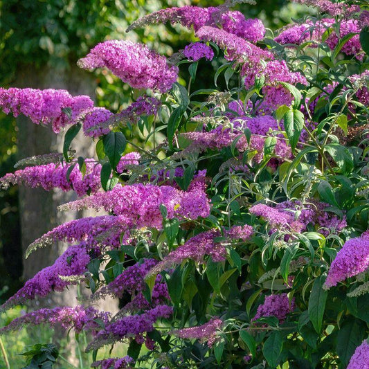 Buddleia Davidii 'blaze Pink' - View 10 from www redcrocus com
