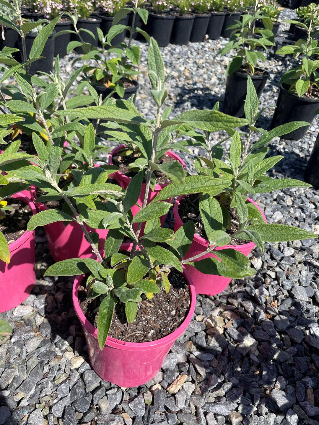 Buddleia Davidii 'blaze Pink' - View 11 from www redcrocus com
