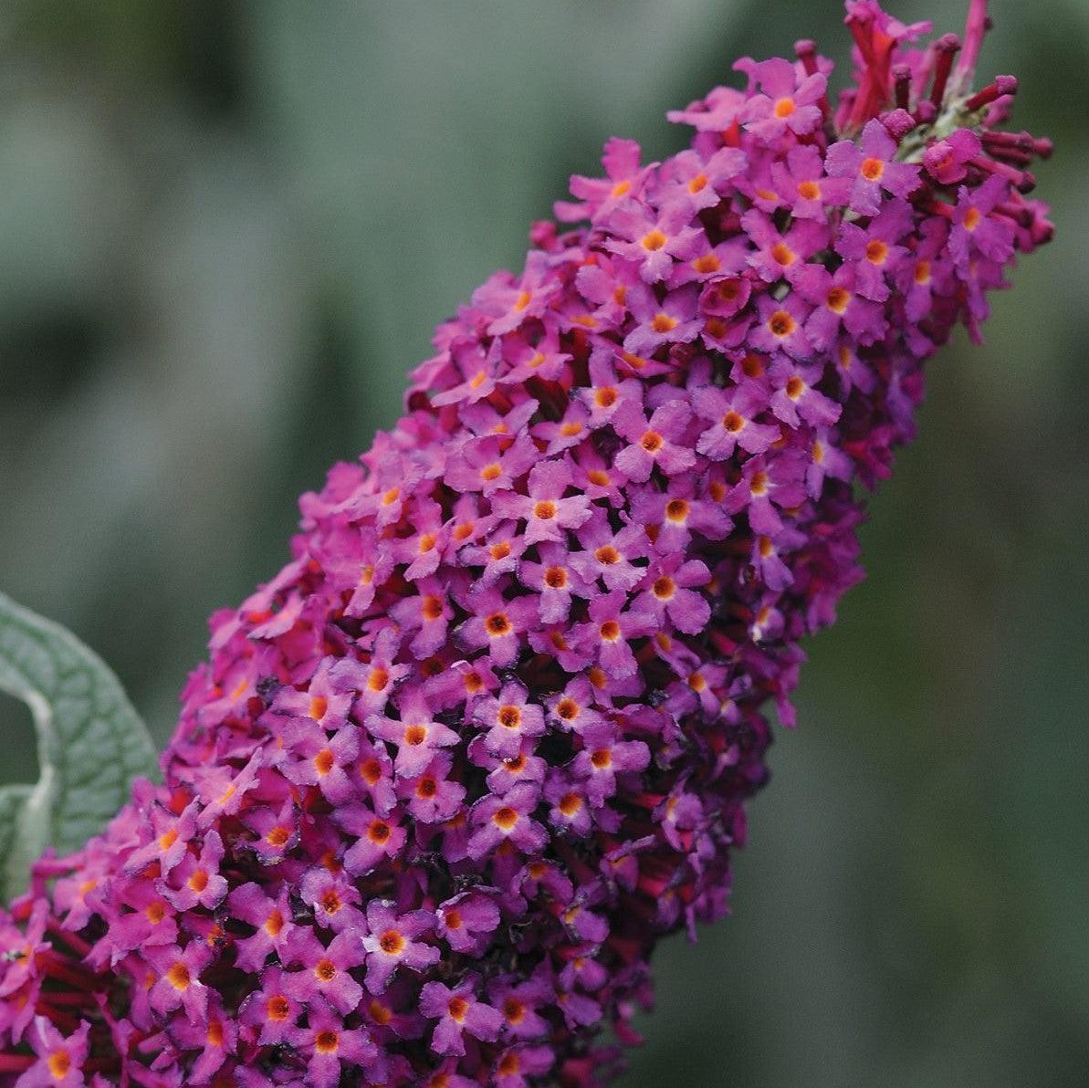 Buddleia Davidii 'blaze Pink' - View 14 from www redcrocus com