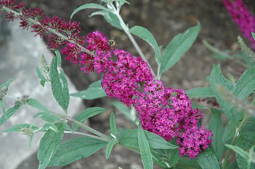 Buddleia Davidii 'blaze Pink' - View 15 from www redcrocus com