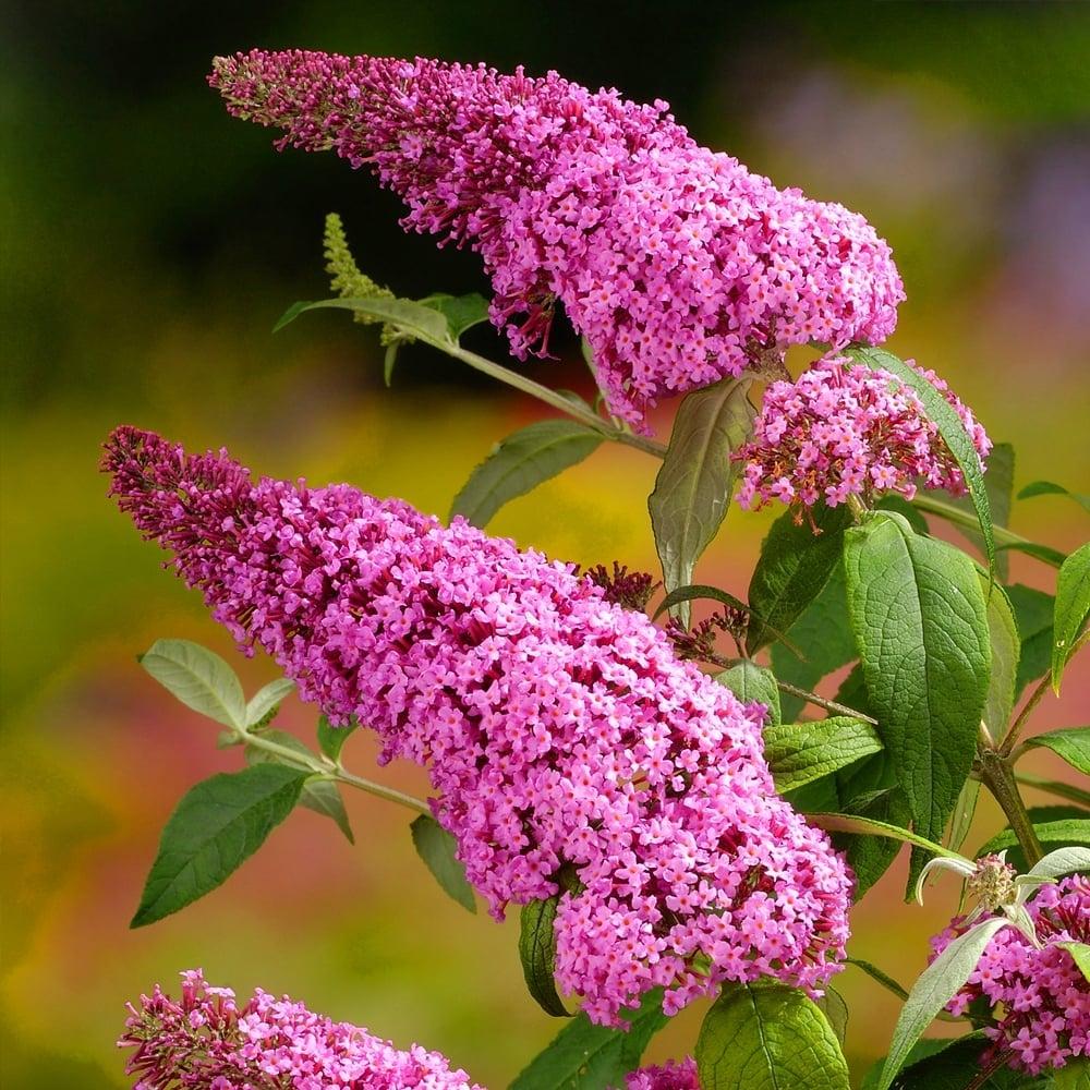 Buddleia Davidii 'blaze Pink' - View 17 from www redcrocus com