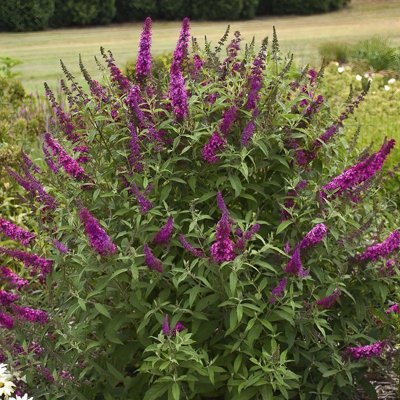 Buddleia Davidii 'blaze Pink' - View 18 from www redcrocus com
