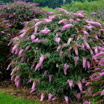 Buddleia Davidii 'blaze Pink' - View 19 from www redcrocus com