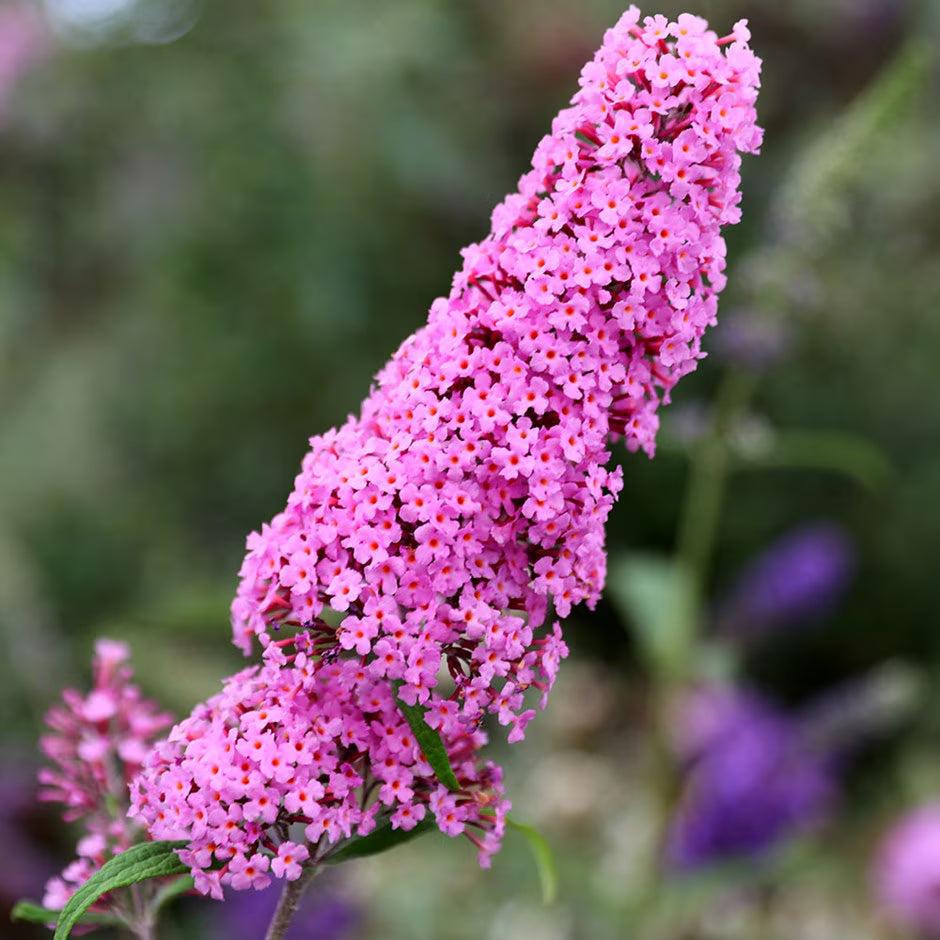 Buddleia Davidii 'blaze Pink' - View 20 from www redcrocus com