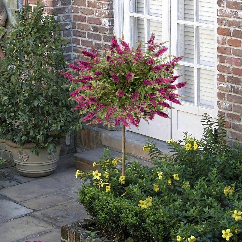 Buddleia Davidii 'blaze Pink' - View 26 from www redcrocus com
