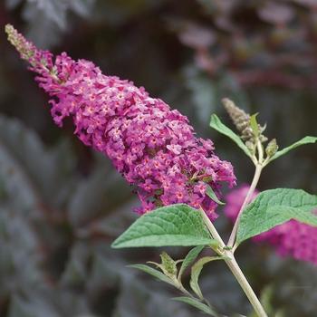 Buddleia Davidii 'blaze Pink' - View 27 from www redcrocus com