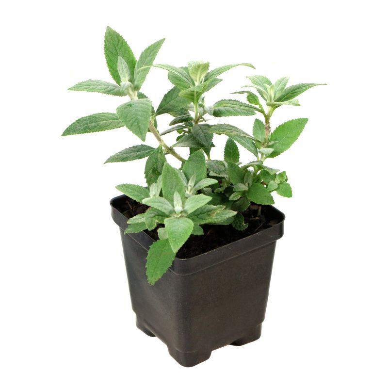 Buddleia Davidii 'blaze Pink' - View 28 from www redcrocus com