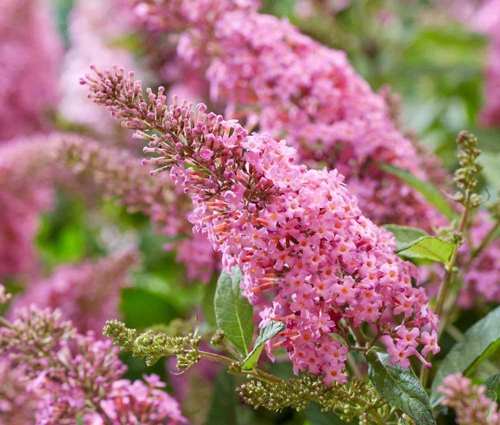 Buddleia Davidii 'blaze Pink' - View 29 from www redcrocus com