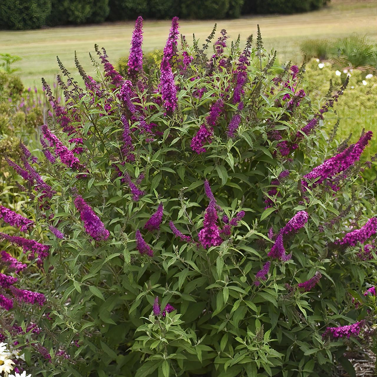 Buddleia Davidii 'blaze Pink' - View 2 from www redcrocus com