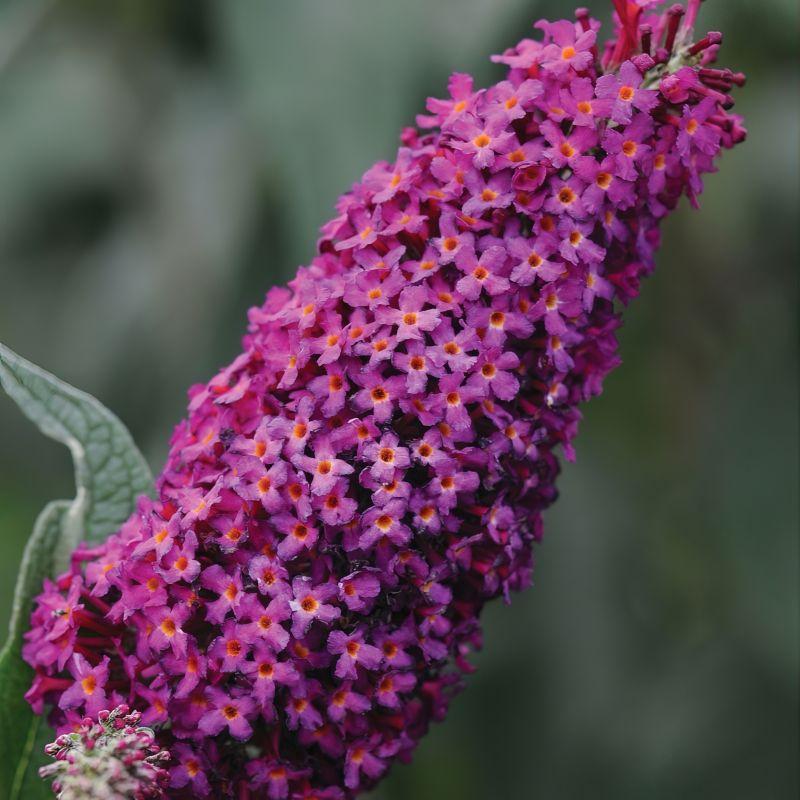 Buddleia Davidii 'blaze Pink' - View 30 from www redcrocus com