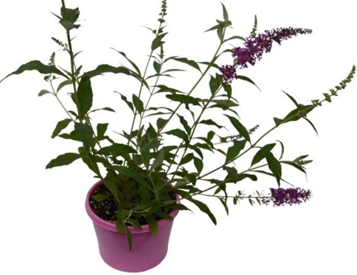 Buddleia Davidii 'blaze Pink' - View 31 from www redcrocus com