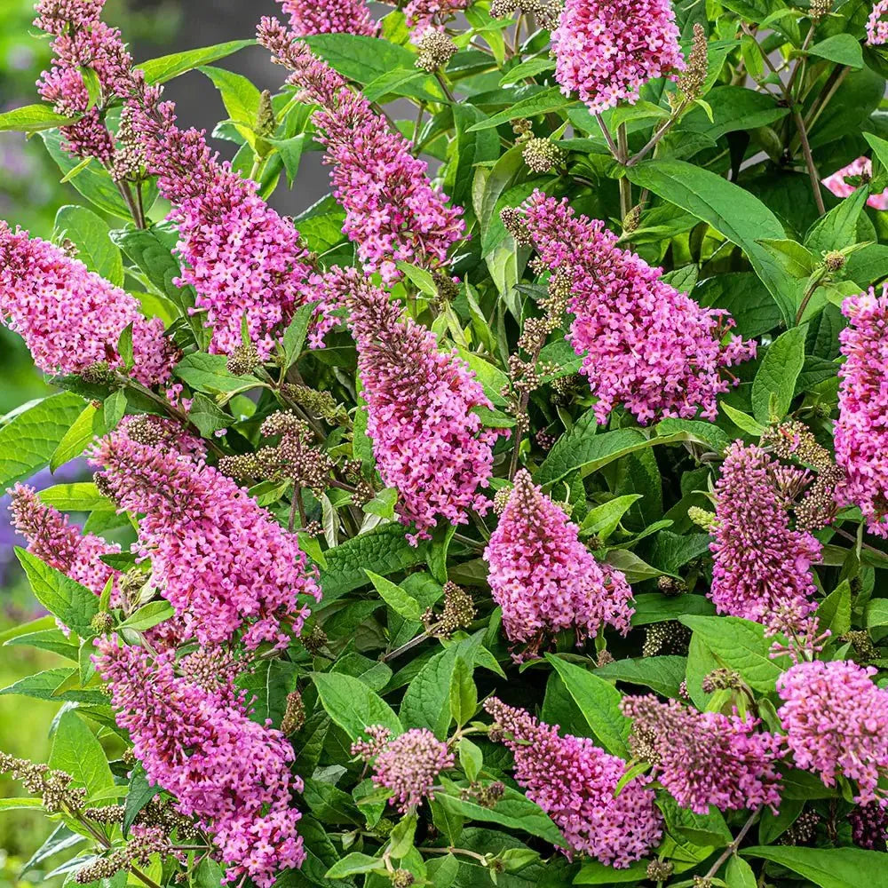Buddleia Davidii 'blaze Pink' - View 32 from www redcrocus com