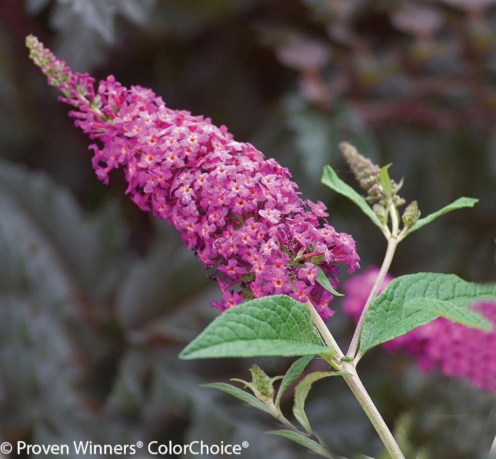 Buddleia Davidii 'blaze Pink' - View 33 from www redcrocus com