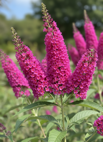 Buddleia Davidii 'blaze Pink' - View 4 from www redcrocus com