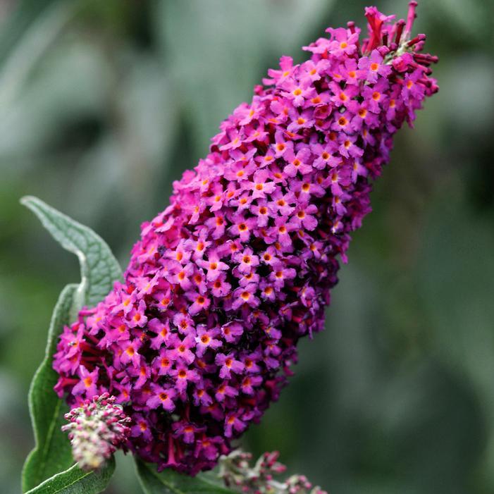 Buddleia Davidii 'blaze Pink' - View 7 from www redcrocus com