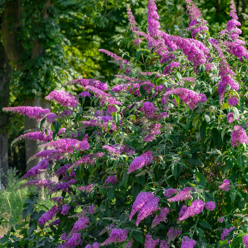 Buddleia Davidii 'blaze Pink' - View 8 from www redcrocus com