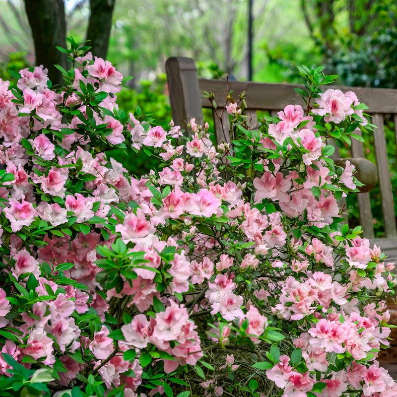 Azalea 'autumn Chiffon Encore' - View 10 from www redcrocus com