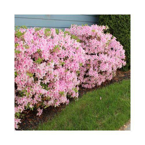 Azalea 'autumn Chiffon Encore' - View 12 from www redcrocus com