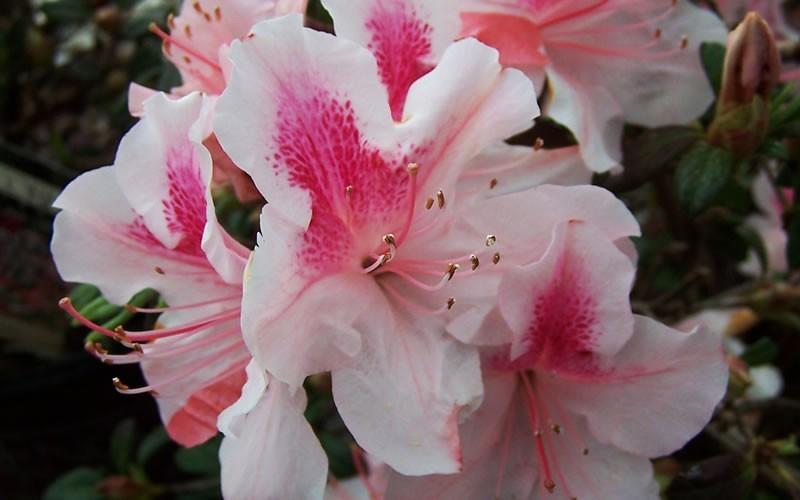 Azalea 'autumn Chiffon Encore' - View 14 from www redcrocus com