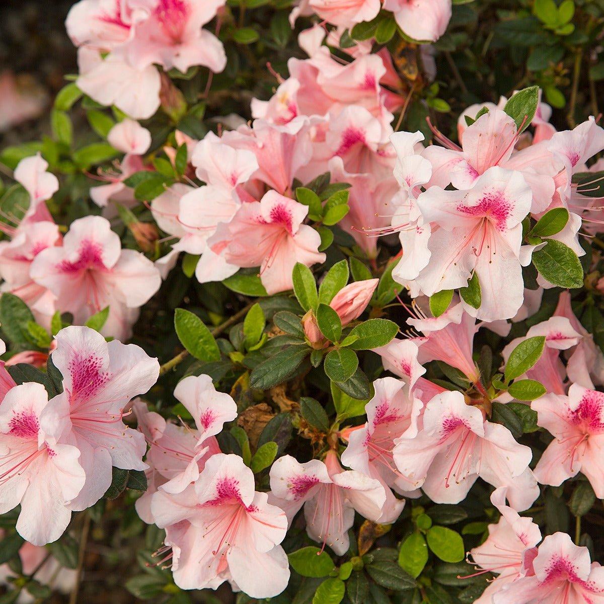 Azalea 'autumn Chiffon Encore' - View 17 from www redcrocus com