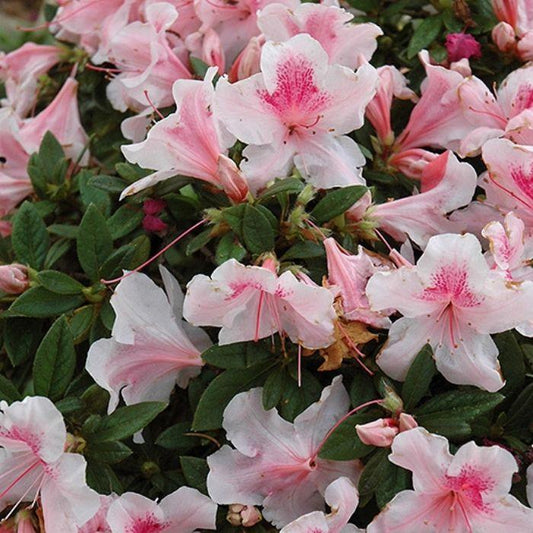 Azalea 'autumn Chiffon Encore' - View 18 from www redcrocus com