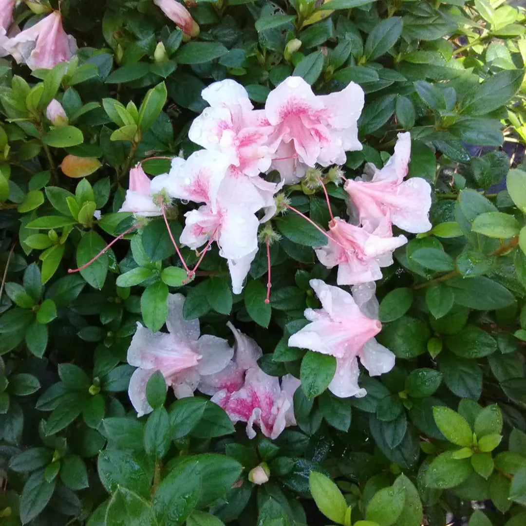 Azalea 'autumn Chiffon Encore' - View 19 from www redcrocus com