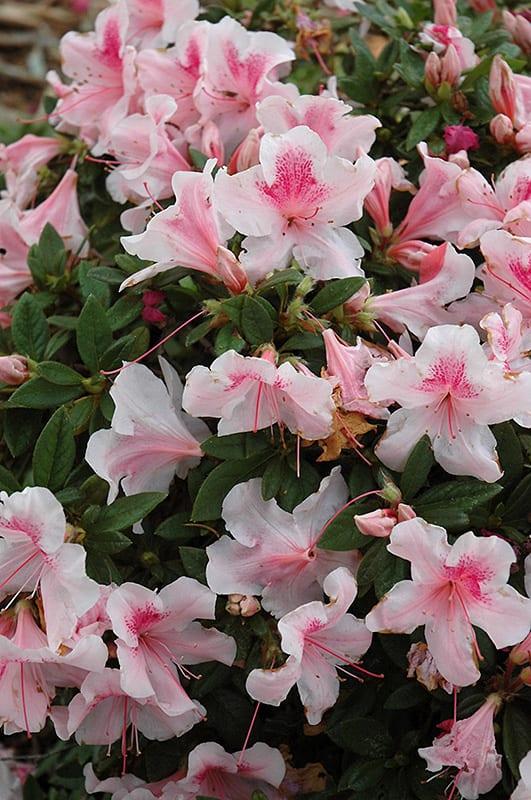 Azalea 'autumn Chiffon Encore' - View 1 from www redcrocus com