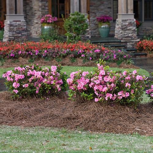 Azalea 'autumn Chiffon Encore' - View 20 from www redcrocus com