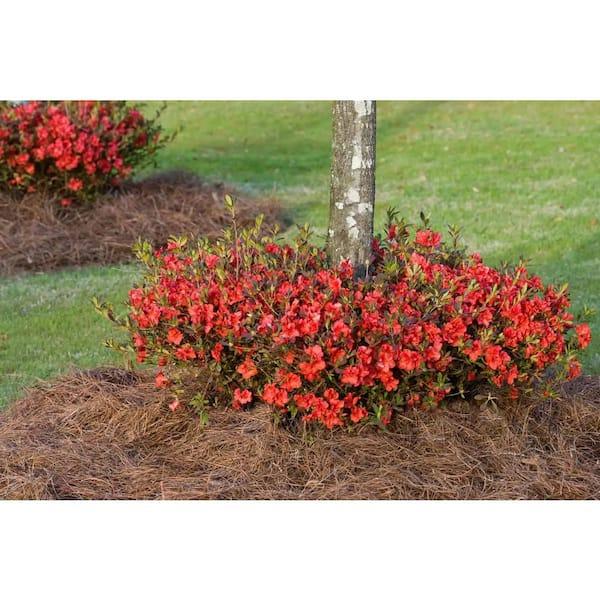 Azalea 'autumn Chiffon Encore' - View 22 from www redcrocus com