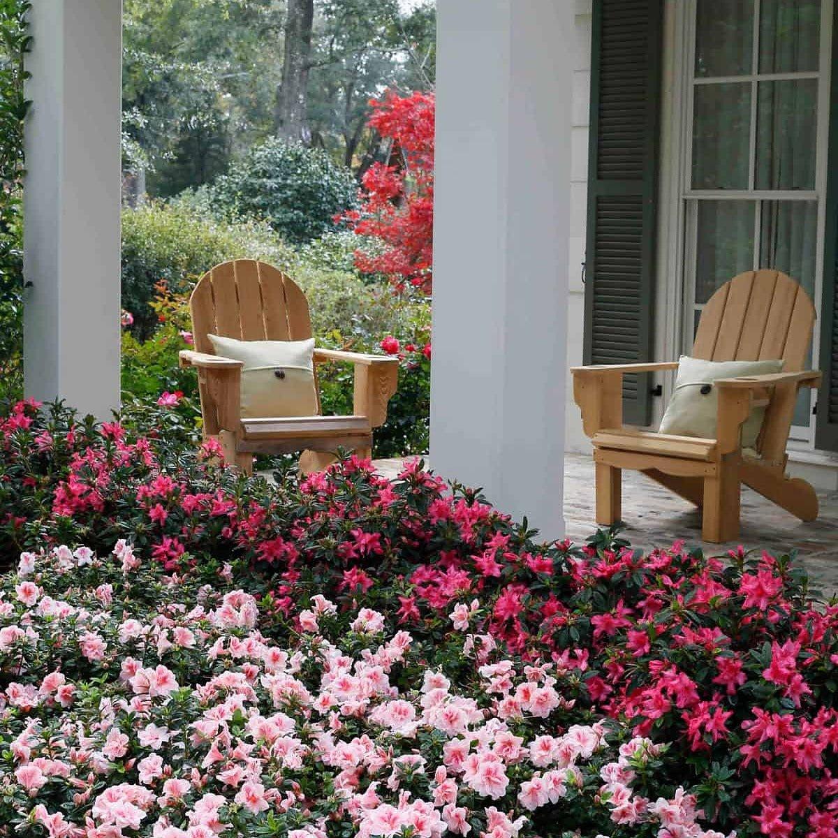 Azalea 'autumn Chiffon Encore' - View 25 from www redcrocus com