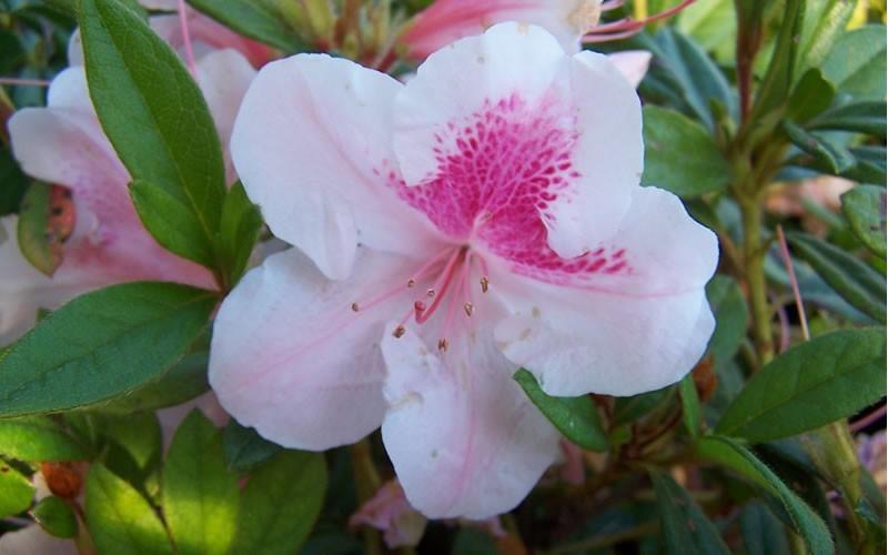 Azalea 'autumn Chiffon Encore' - View 26 from www redcrocus com