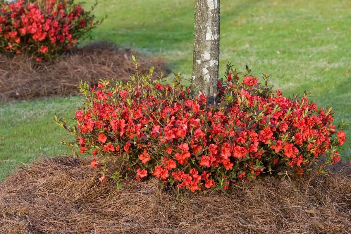 Azalea 'autumn Chiffon Encore' - View 27 from www redcrocus com